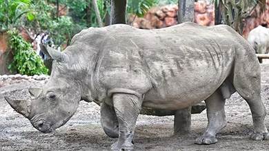 وحيد قرن يقتل حارسة ويصيب آخر بجروح في حديقة حيوانات
